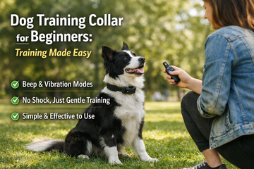 Dog Training Collar for Beginners: Training Made Easy