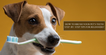 How to Brush Your Pet’s Teeth: Step-by-Step Tips for Beginners?