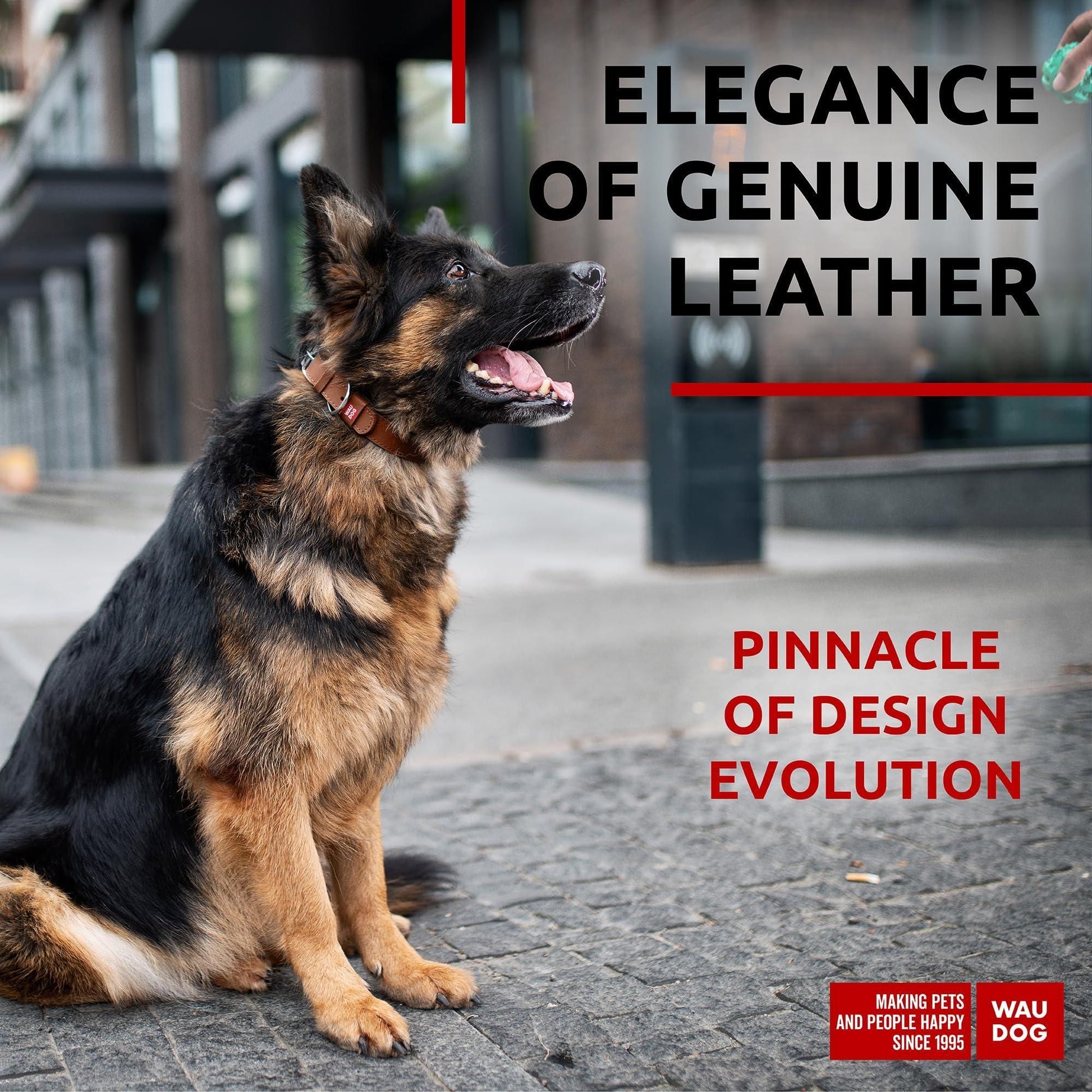 Dog sitting on a sidewalk with text about leather and design evolution.